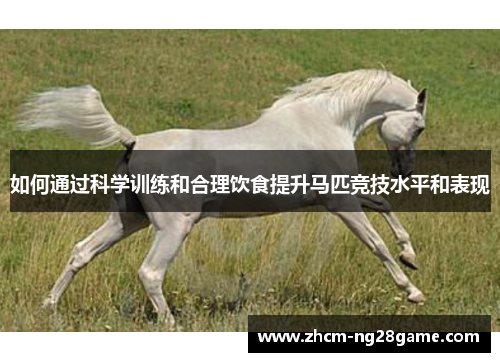 如何通过科学训练和合理饮食提升马匹竞技水平和表现